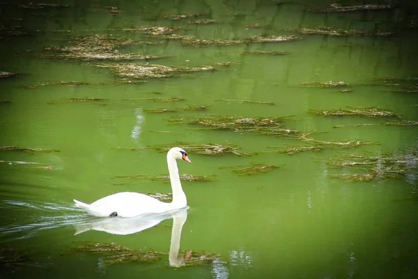 Yeşil Havuzda Yalnız Bir Kuğu — Stok fotoğraf