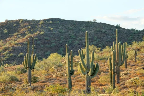 Verschillende Saguaro Cactus Sonorawoestijn Met Een Berg — Stockfoto