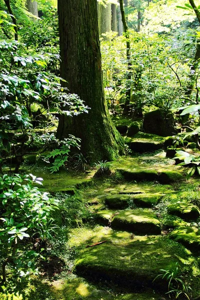 Stairs going up through a Japanese Forest with lush vegetation.