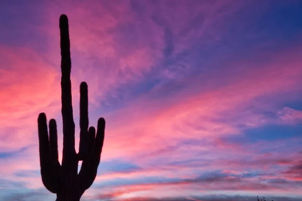 Een Schitterende Zonsondergang Met Een Saguaro Cactus Afsteekt Voorgrond — Stockfoto