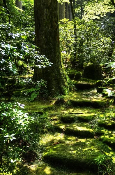 Trappa Som Går Upp Genom Japansk Skog Med Frodig Växtlighet — Stockfoto