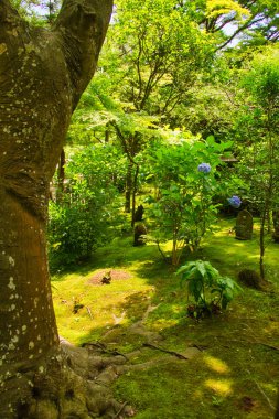 Canlı yeşil yeşillik bir ağaç belirgin örtülü bir Japon mezarlık özellikli.