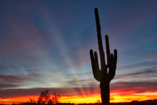 Una Puesta Sol Brillante Con Cactus Saguaro Silueta Primer Plano — Foto de Stock