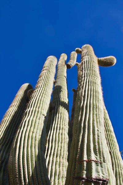 Cloudless 하늘에 Saguaro 선인장 — 스톡 사진
