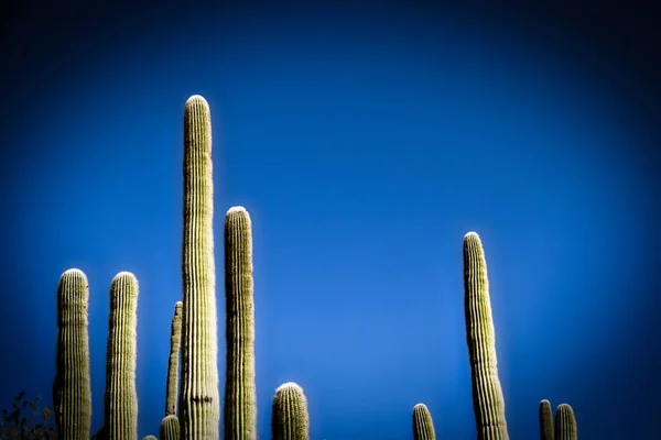 Saguaro Kaktus Proti Modré Obloze Bez Mráčku — Stock fotografie