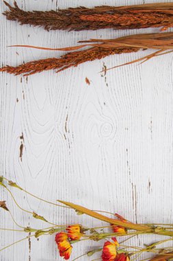 Beyaz tahta arka plan ile kurutulmuş bitkiler Copy yer ayırma.