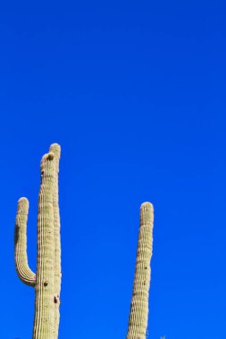 Saguaro kaktüsü Bulutsuz mavi gökyüzü karşı.