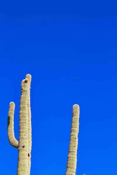 雲一つない青空サグアロ サボテン — ストック写真