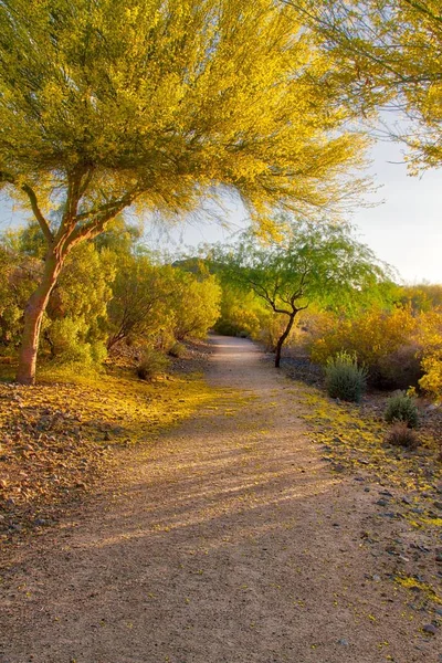 Een Palo Verde Boom Bloei Met Gevallen Bloemblaadjes Een Parcours — Stockfoto