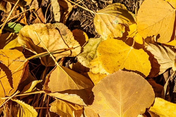 Folhas de Aspen em suas cores de outono amarelo — Fotografia de Stock