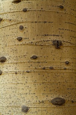 Detail of the bark of an aspen tree clipart