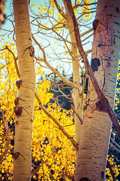 Closeup of the golden yellow leaves of aspen trees tree during f — Stock Photo, Image