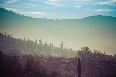 Arizona 'nın merkezinde Saguaro kaktüsü ve diğer çöl bitkileriyle birlikte sis süzülüyor.