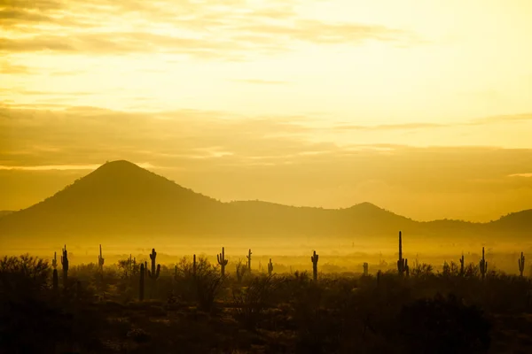 Arizona 'nın merkezinde Saguaro kaktüsü ve diğer çöl bitkileriyle birlikte sis süzülüyor.