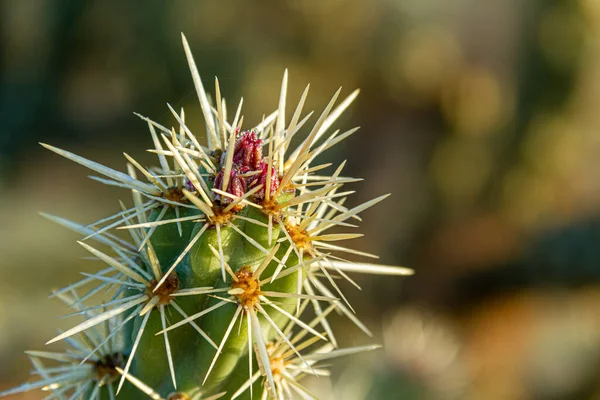 Detail Ranní Rosy Kvetoucím Poupátku Staghornském Kaktusu Sonoranské Poušti Arizoně — Stock fotografie