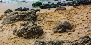 Laniakea Sahili 'nde kumsalda uzanan bir Hawaii Yeşil Deniz Kaplumbağası manzarası..