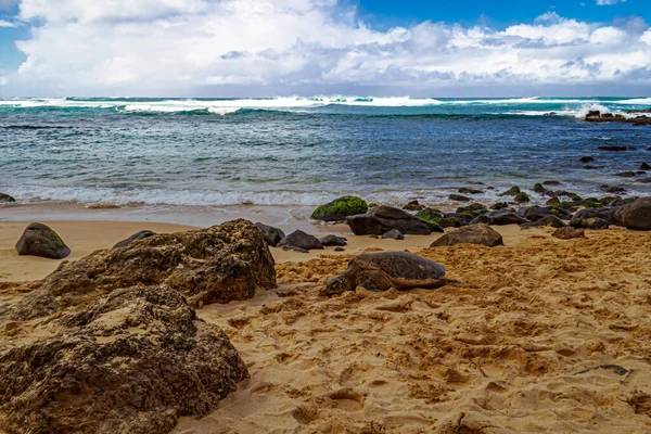 Havskilpadde Fra Hawaii Som Ligger Sanden Laniakea Beach – stockfoto