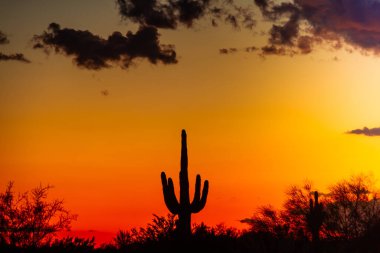 Arizona 'nın Sonoran Çölü' nde gün batımının parlayan kızıl gökyüzüne karşı bir saguaro kaktüsü silueti..