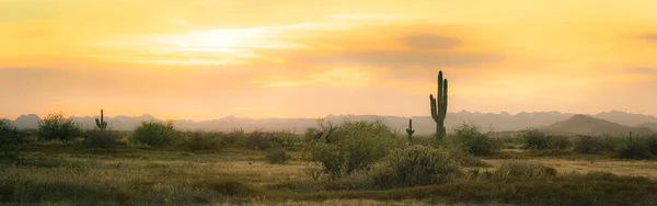 Öken Solnedgång Panorama Med Saguaro Kaktus Siluett Mot Kvällshimlen Sonoran — Stockfoto