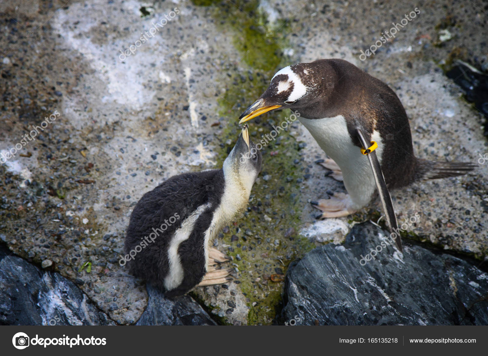 Pet Şişeden Anne ve Yavru Penguen Yapımı Pet Şişeden Anne ve Yavru Penguen Yapımı