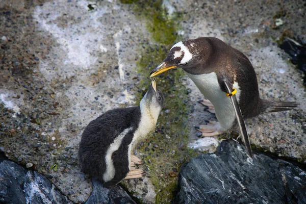 Penguin feeds the little one