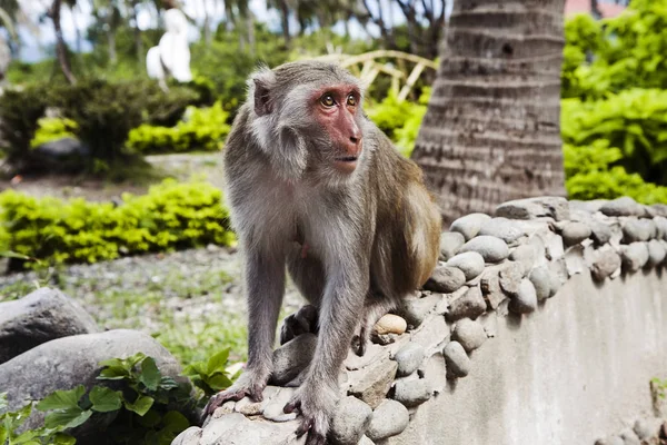 El mono se sienta en una roca . — Foto de Stock