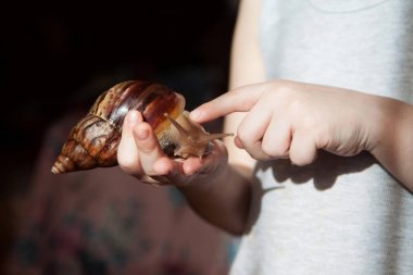 Achatina fulica salyangoz yandan