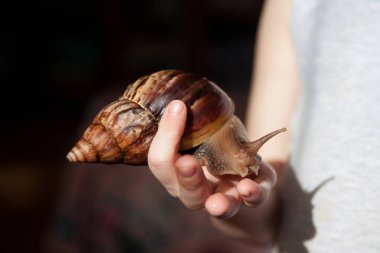 Achatina fulica büyük salyangoz çocuğun elindeki