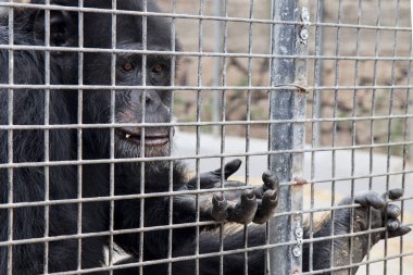 Yemek hayvanat bahçesindeki maymun