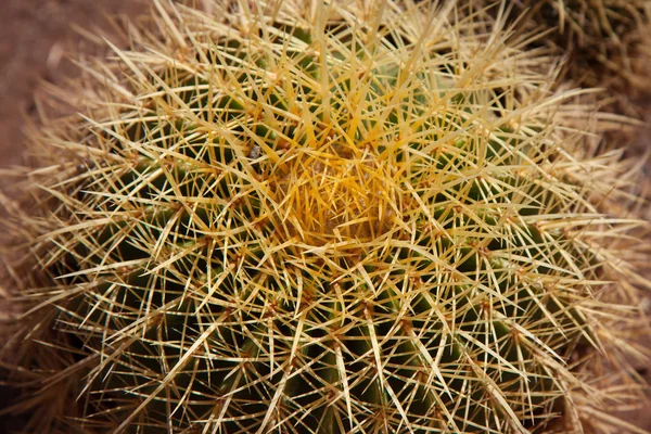 Tüskés kaktusz felülnézet — Stock Fotó