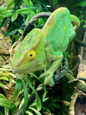 Teraryumdaki yeşil bukalemun kameraya bakıyor..