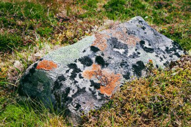 Farklı yosun ve kertenkele türleriyle kaplı taş.. 