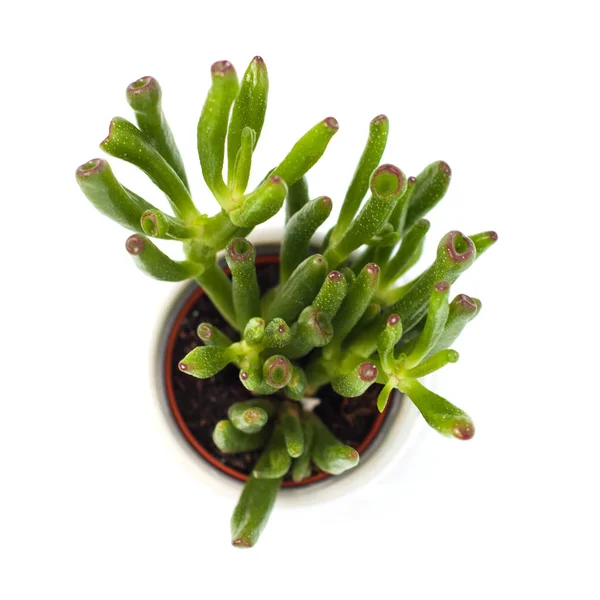 Suculenta Crassula ovata Gollum. Planta de interior en macetas . — Foto de Stock