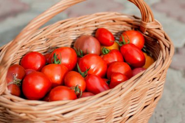 harvest of juicy tomatoes in a basket