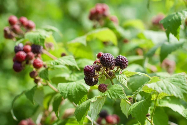 Juicy Ripening Berries Loganberry Raspberry Blackberry Hybrid — Stock Photo, Image