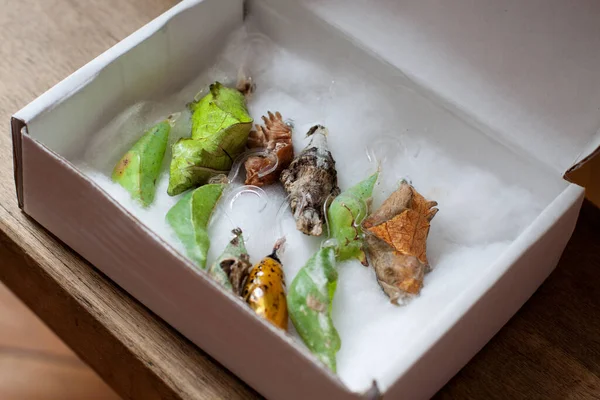 Butterflies cocoons prepared for butterfly farm. Cocoons in a box with cotton. different types of cocoons of butterflies