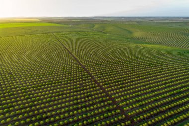 Badem ağacı çiftliğin Alentejo, Portekiz havadan izleme