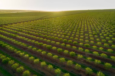 Badem ağacı çiftliğin Alentejo, Portekiz havadan izleme