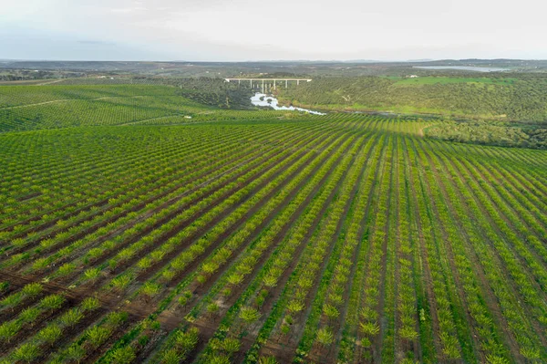 Vista aérea da plantação de amendoeiras no Alentejo, Portugal — Fotografia de Stock