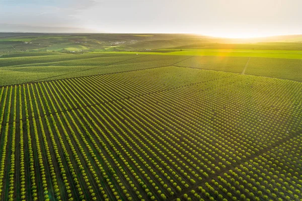 Badem ağacı çiftliğin Alentejo, Portekiz havadan izleme