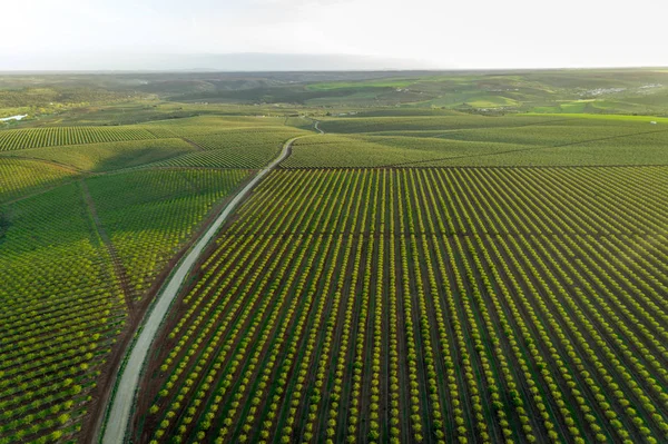 Vista aérea da plantação de amendoeiras no Alentejo, Portugal — Fotografia de Stock