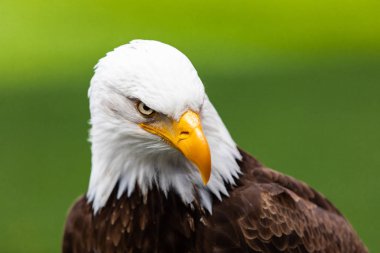 Baş Haliaeetus leucocephalus kartal
