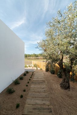 Modern villa 'da zeytin ağacı ve yürüyen ahşap bir patika.