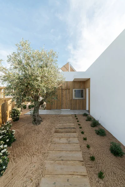 Trädgård Med Olivträd Och Promenadstig Modern Villa — Stockfoto