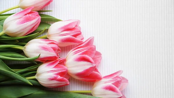 Tulip flowers on white textured background