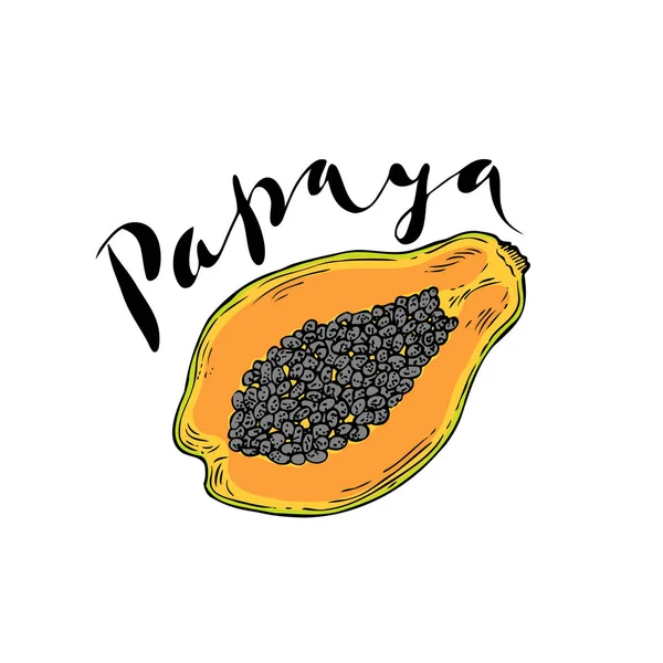 El fruto de la papaya sobre un fondo blanco con la palabra Papaya . — Vector de stock