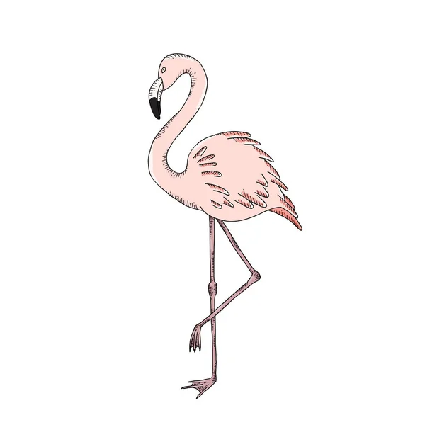 Flamingo hand geschilderd op een witte achtergrond. — Stockvector