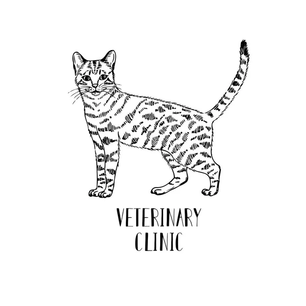 Fluffy cat hand-drawn. Logo for veterinary clinic or store Pets. — Stock Vector