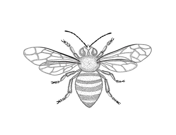 Abeja de miel blanca y negra con alas desplegadas en estilo vintage. Ilustración gráfica vectorial. Símbolo de fertilidad . — Vector de stock