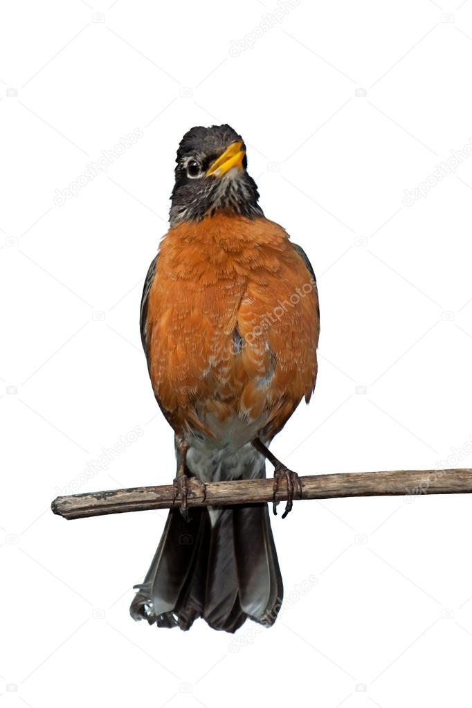 Chirping Robin on a Branch